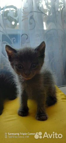 Котята