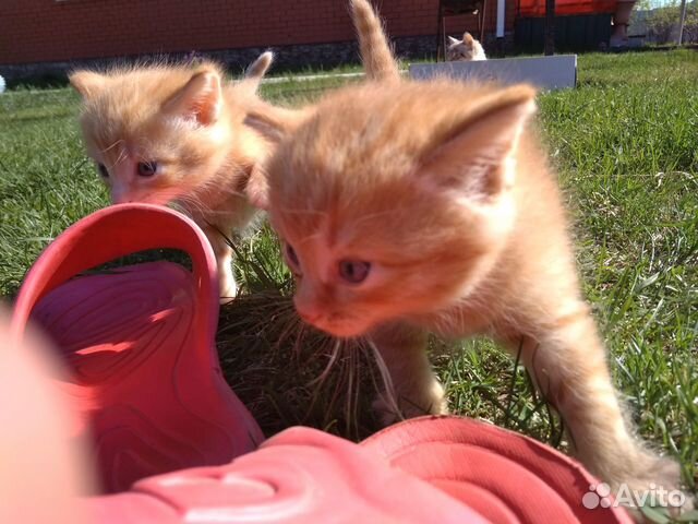 Котёнок рыжая кошечка 1,5 месяца купить на Зозу.ру - фотография № 4