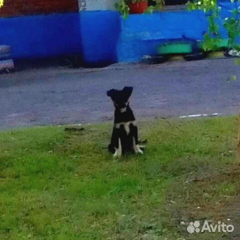 Щенок ищет приют