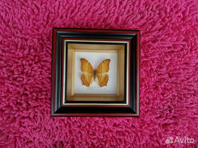 Бабочка vindula arsinoe erotella (malaysia)