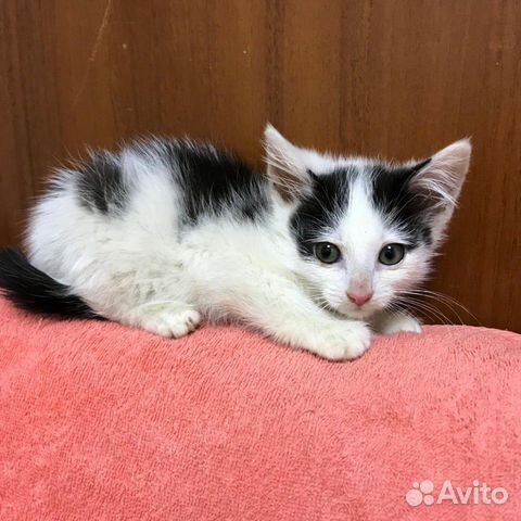 Котенок девочка 2 месяца Котенок девочка 2 месяца