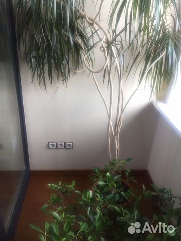 Драцена Драцена