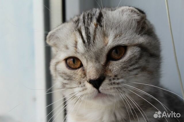 Элитные котята из питомника Элитные котята из питомника