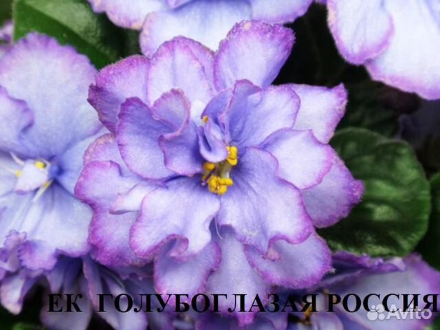 Фиалки