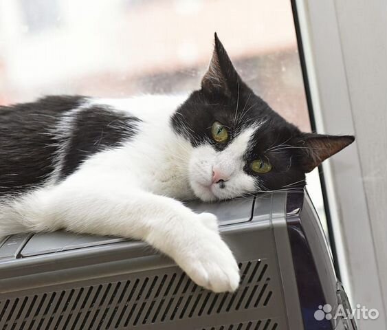 Мусенька Мусенька