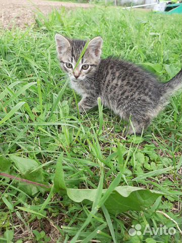 Кошка Кошка