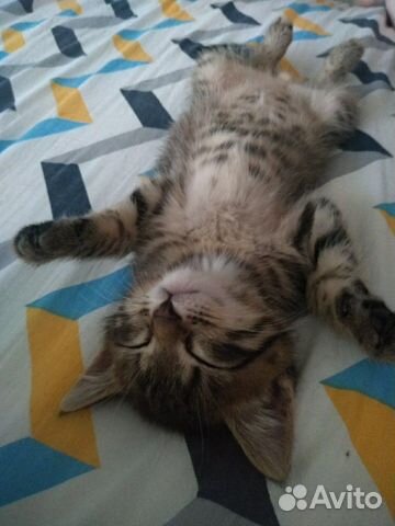 Кот Кот