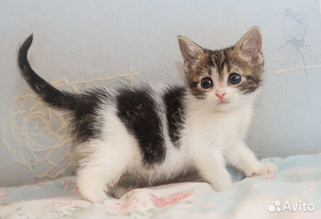 Котенок девочка 1.5 мес Котенок девочка 1.5 мес
