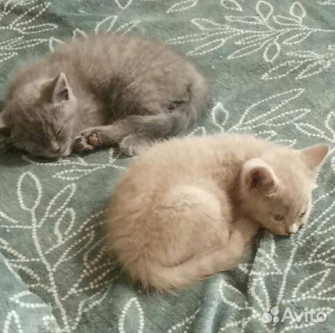 Шотландские котята Шотландские котята