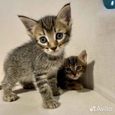 Очень славные котята в дар, 1 мес Очень славные котята в дар, 1 мес