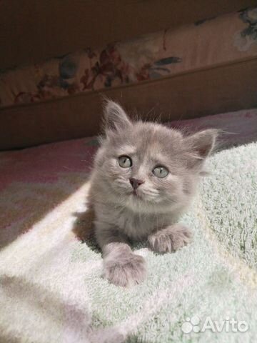 Котёнок