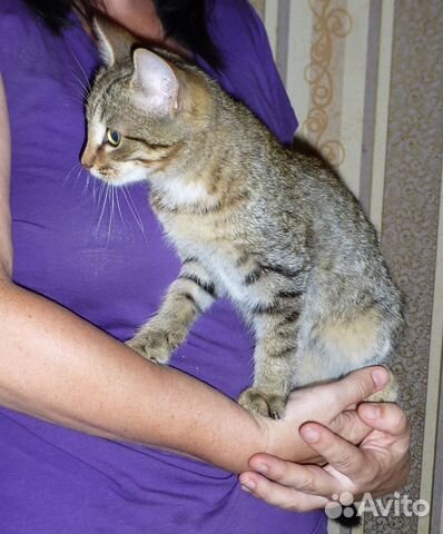 Котенок девочка в добрые руки
