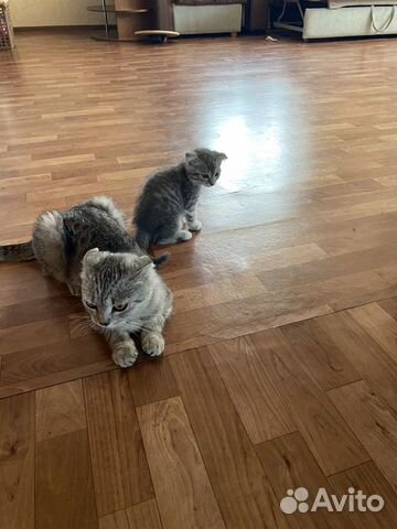 Кошка Кошка