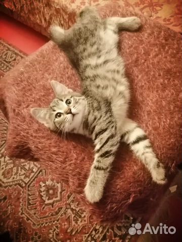 Котята бесплатно Котята бесплатно