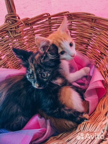 Котята ищут дом Котята ищут дом