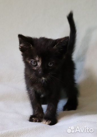 Черепаховый котёнок в дар Черепаховый котёнок в дар