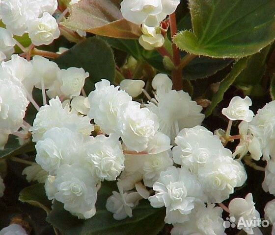 Бегония вечноцветущая махровая