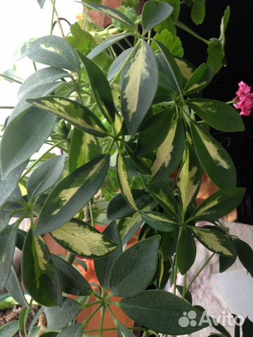 Шефлера-красивый цветок