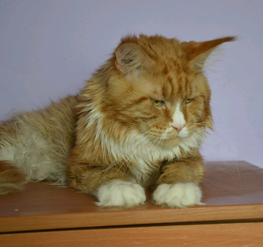 Огненный красный кот Мейн кун. Майкун Красноярск цены. Где купить кошку в Красноярске.