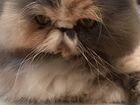 Персидская чистокровная кошка объявление продам