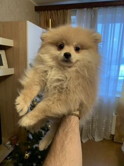 Шпиц Померанский Девочка