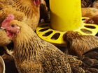 Инкубационное яйцо, цыплята породных кур объявление продам