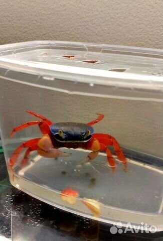 Радужный краб