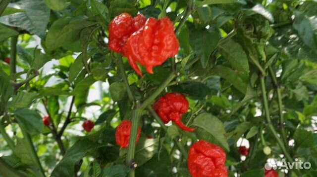 Каролина рипер (Carolina reaper) острый перец купить в Москве | Товары ...