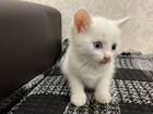 Ангорские котята объявление продам