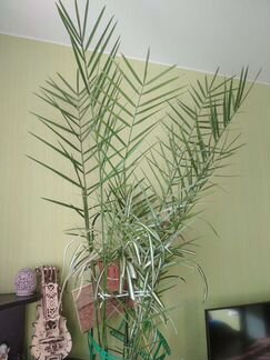 Пальма финиковая комнатная