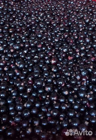 Черная Смородина замороженная