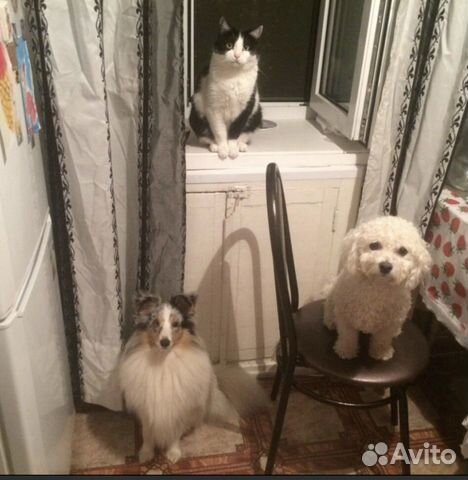 Выгул и передержка собак, зооняня