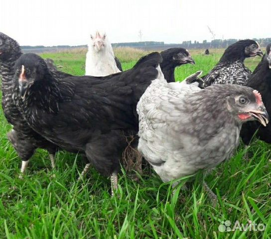 Куры молодки несушки