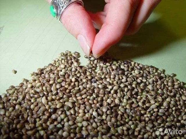 Купить в новосибирске семена конопли семена марихуаны купить
