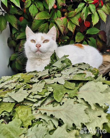 Дубовые веники для бани оптом