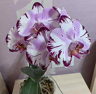 Орхидея купить в нижнем новгороде свадебный букет орхидеи