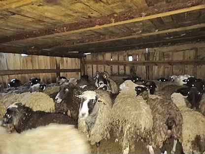 Продам овечек живьём или мясом