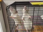 Крысы девочки с клеткой объявление продам