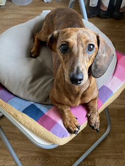 Кроличья такса кобель (для случки)