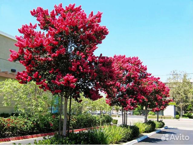 Лагестремии 1м. Красные, розовые и сереневые