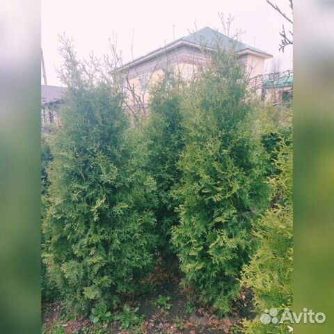 Туя ель сосна