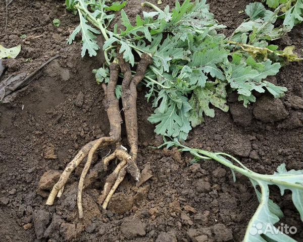 Семена Катрана 