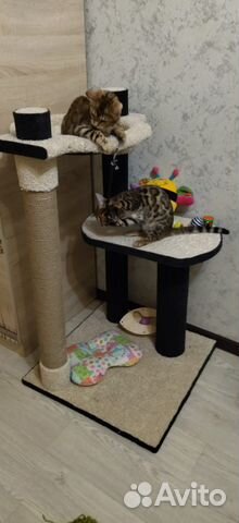 Игровые комплексы для кошек, домики, когтеточки