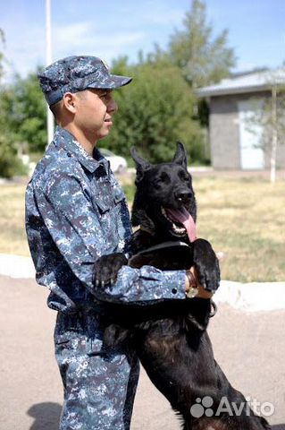 Охранник-кинолог, охранник 4,5,6 разряда