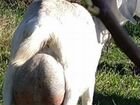 Нубийская коза окот в середине сентября