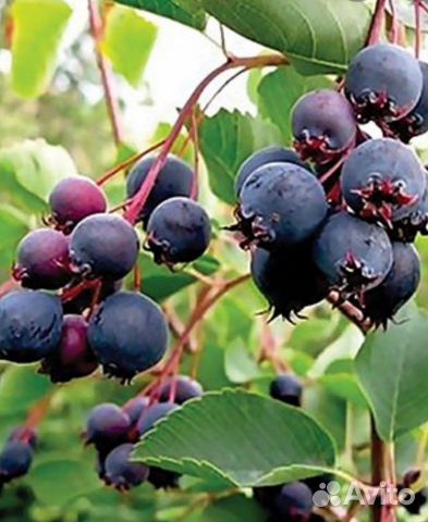 Ирга, Золотистая смородина, Облепиха- саженцы