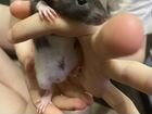 Крысята дамбо объявление продам