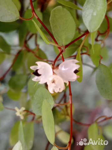 Мюленбекия спутанная