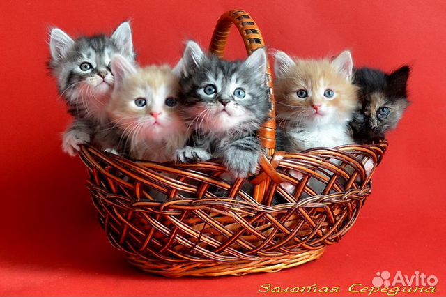 Малыши курбобики