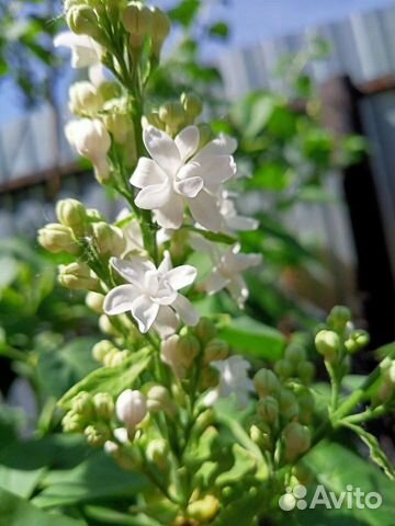 Сирень махровая